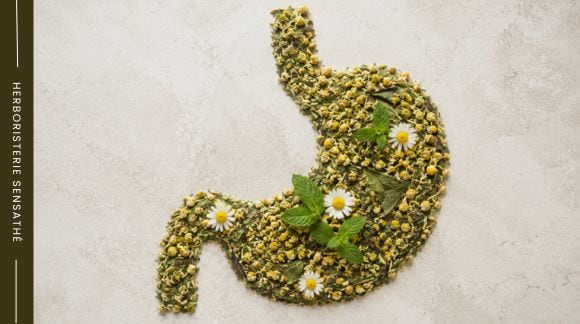 Illustration d'un estomac composé de plantes médicinales digestives symbolisant les remèdes naturels contre la mauvaise digestion, les ballonnements et l'inconfort digestif. - Herboristerie Sensathé